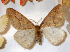 Erannis defoliaria