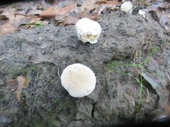 Lycoperdon echinatum