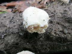 Lycoperdon echinatum