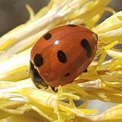 Coccinella