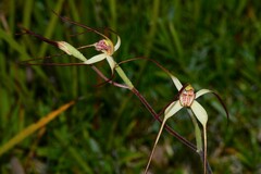 Caladenia orientalis