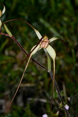 Caladenia orientalis