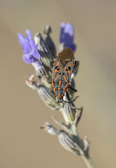 Spilostethus saxatilis