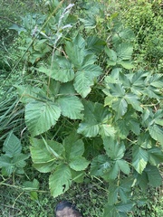 Rubus frondosus