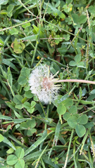 Taraxacum erythrospermum