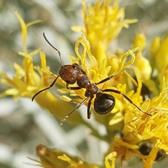 Formica obscuripes