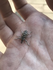 Cyphocleonus achates