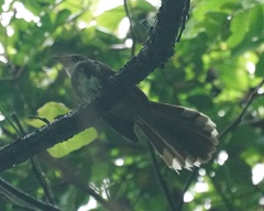 Rhipidura javanica