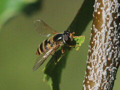 Epistrophe nitidicollis