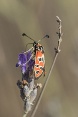 Zygaena fausta