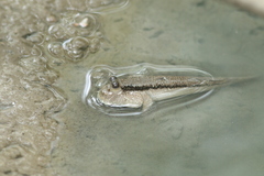 Periophthalmodon schlosseri