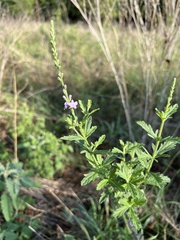 Verbena xutha