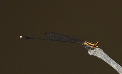 Elattoneura analis