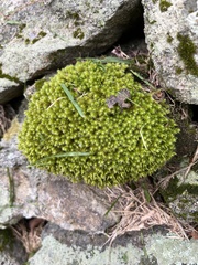 Ulota crispa
