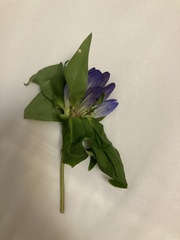 Gentiana clausa