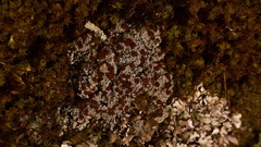 Bryoplaca sinapisperma