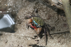 Parasesarma eumolpe