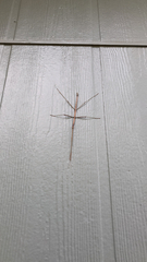 Megaphasma denticrus