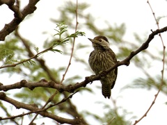 Chloropicus fuscescens