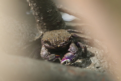 Episesarma versicolor