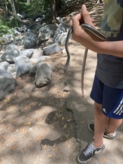 Masticophis lateralis