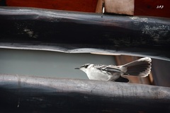 Mimus parvulus