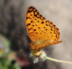 Phalanta phalantha