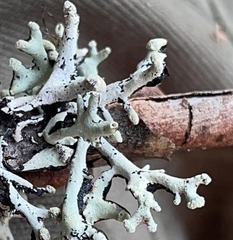 Hypogymnia tubulosa