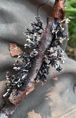 Hypogymnia tubulosa
