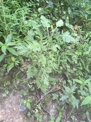 Artemisia verlotiorum