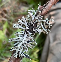 Hypogymnia tubulosa