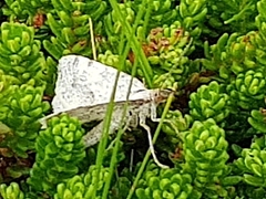 Lomographa semiclarata