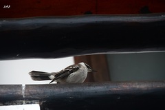 Mimus parvulus