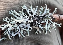Hypogymnia tubulosa