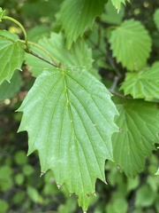 Viburnum recognitum