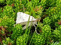 Lomographa semiclarata