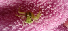 Misumenoides