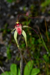 Caladenia orientalis
