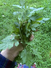 Artemisia verlotiorum
