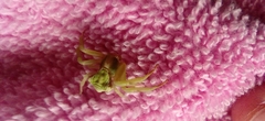 Misumenoides