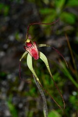 Caladenia orientalis