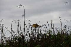 Setophaga petechia aureola