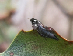 Raphirus
