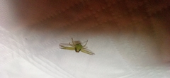 Misumenoides