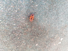 Pyrrhocoris apterus