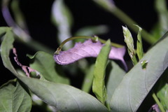 Macroglossum pyrrhosticta