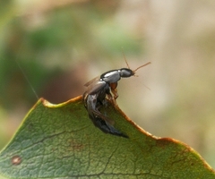 Raphirus