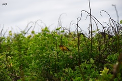 Setophaga petechia aureola