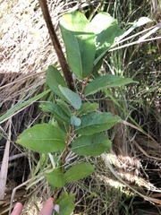 Salix bebbiana