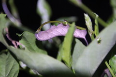 Macroglossum pyrrhosticta